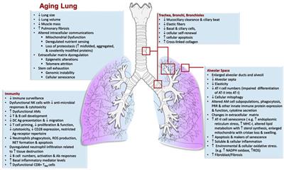 The Impact of Aging on the Lung Alveolar Environment, Predetermining Susceptibility to Respiratory Infections
